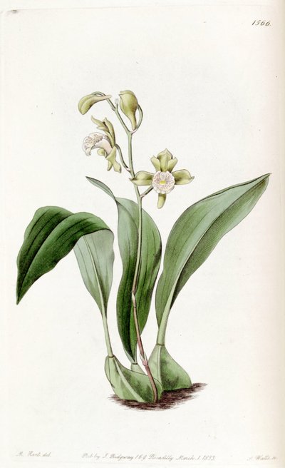 Bifrenaria racemosa (als syn. Maxillaria racemosa) von Jams  Watts